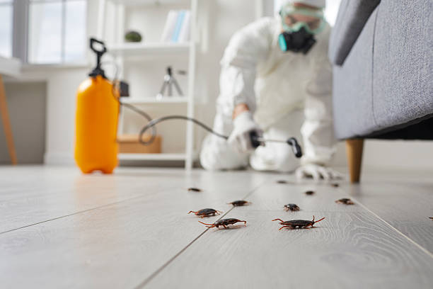 Commercial Rodent Management in Orangeburg